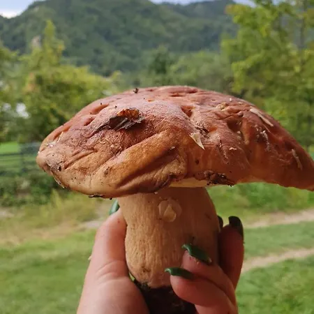 кичера *
